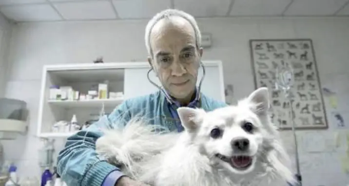 Dopo l’addio a Chiara, veterinari in sciopero: “Condizioni insostenibili, non è più il lavoro di 20 anni fa”
