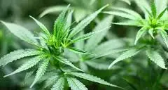 Stretta sulla cannabis light, Coldiretti Trento: “A rischio la sopravvivenza di un intero settore”