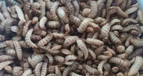 Il progetto di Fem e di due aziende trentine: mangimi sostenibili per polli e pesci partendo della mosca soldato nera