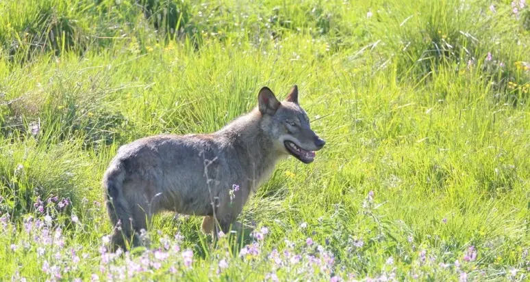 Legittimo il decreto di abbattimento dei lupi in Lessinia: il Tar ha respinto il ricorso degli animalisti