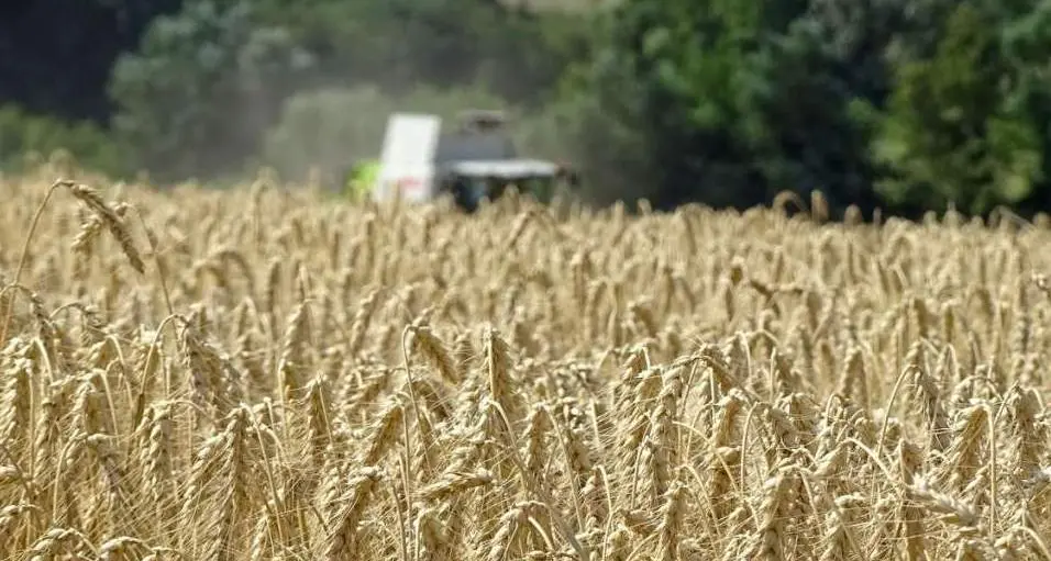 L'appello dei panificatori: «il pane trentino sia tutto trentino», ma Agri 90 riduce la produzione di frumento