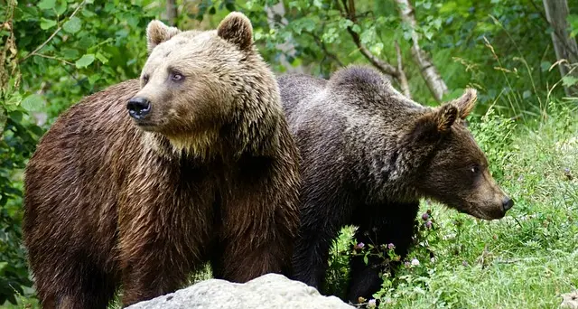 Carcassa di un orso sul Peller, Oipa: “Accesso agli atti e denuncia per uccisione di animale”