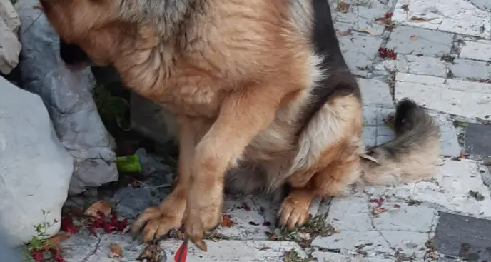 Il cane lupo ferito a colpi di freccia: mistero alla Vela di Trento