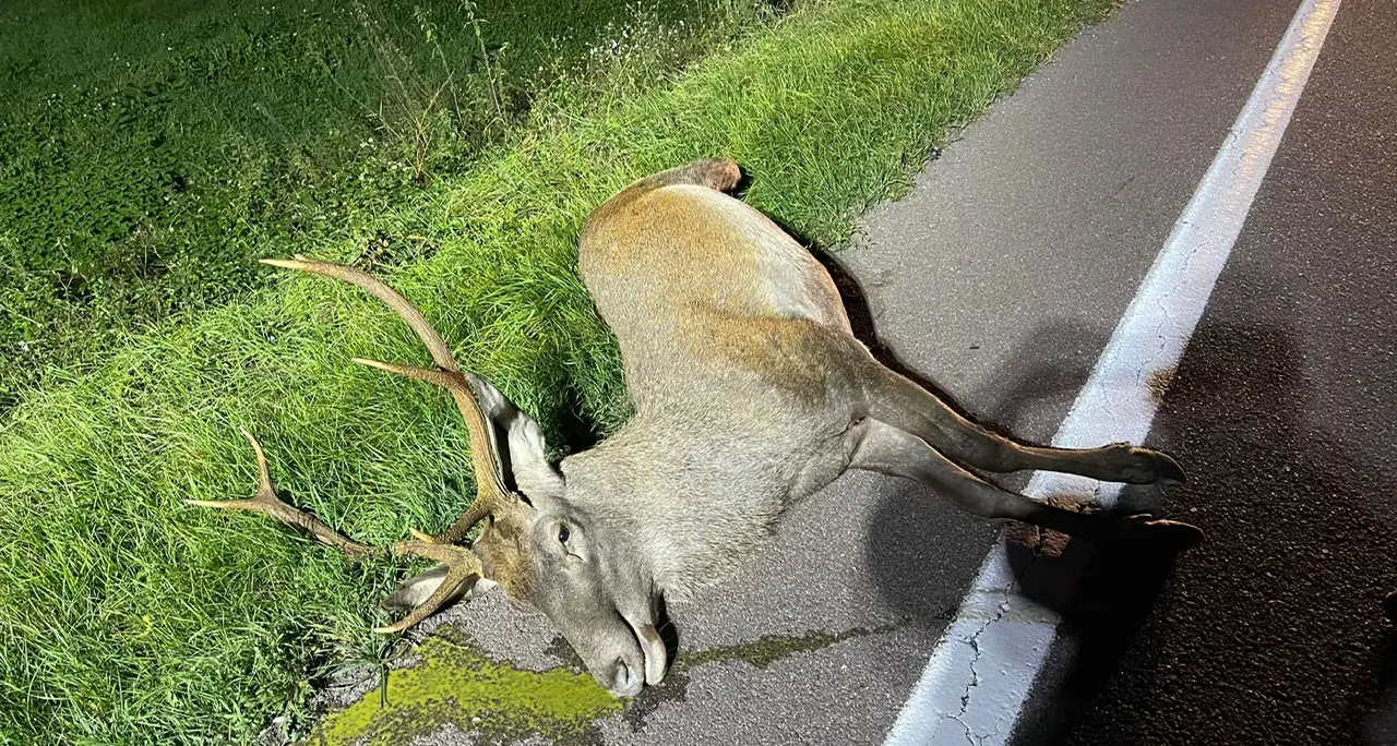Un cervo sulla statale della Valsugana: tremendo scontro, auto distrutta