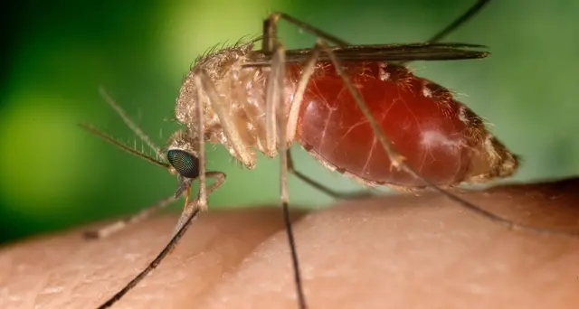 West Nile: altri due casi in Sardegna, salgono a 26