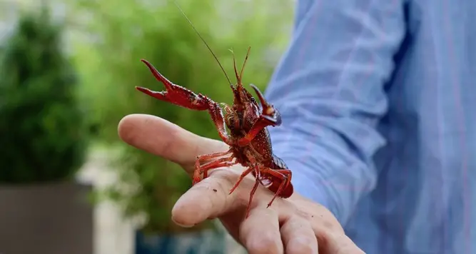 I gamberi della Louisiana nel lago di Lagolo: aperta la caccia, ma… si possono mangiare? Lo abbiamo chiesto a uno chef