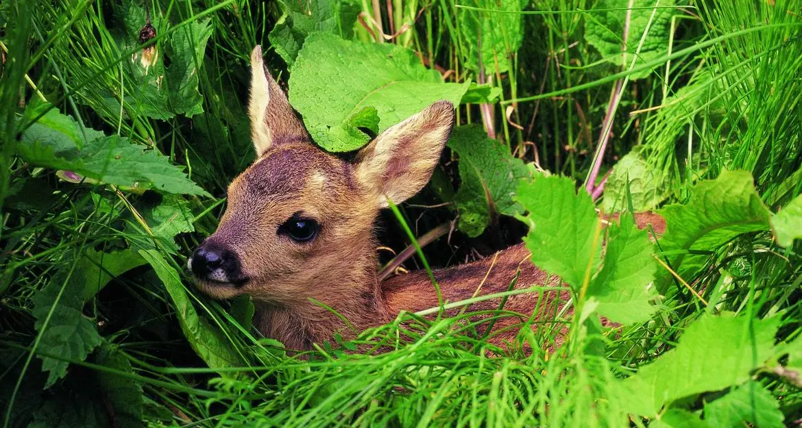 Non toccate i piccoli di cervo e capriolo: le raccomandazioni del Servizio faunistico