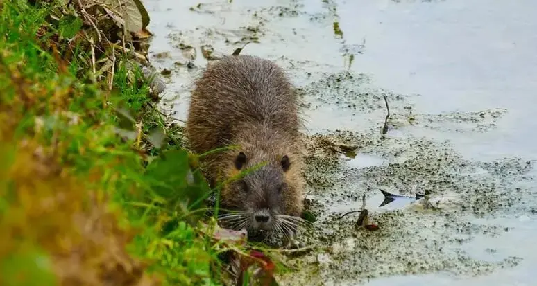 In Veneto una mozione per rendere commerciabile la carne di nutria