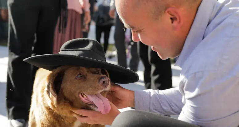 Portogallo: è morto Bobi, il cane più vecchio del mondo