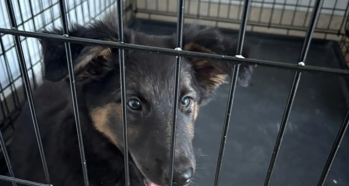 Cucciola di pastore tedesco cerca famiglia: appello urgente dalla Mendola