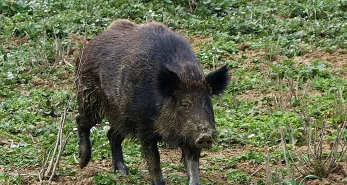 Vignola Falesina, i cinghiali arano i prati in quota fino alle tubazioni interrate