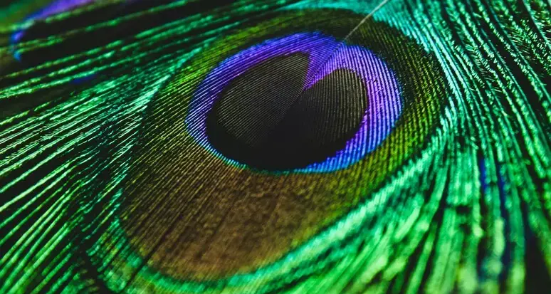 Gli occhi sulla coda dei pavoni trasformano la luce in laser