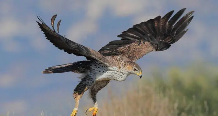 Cane ucciso da un’aquila mentre era a passeggio. I proprietari: «È piombata dal cielo e l’ha stritolato»
