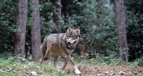 Il cane di Michele Serra sbranato dai lupi: “Così non si può andare avanti”