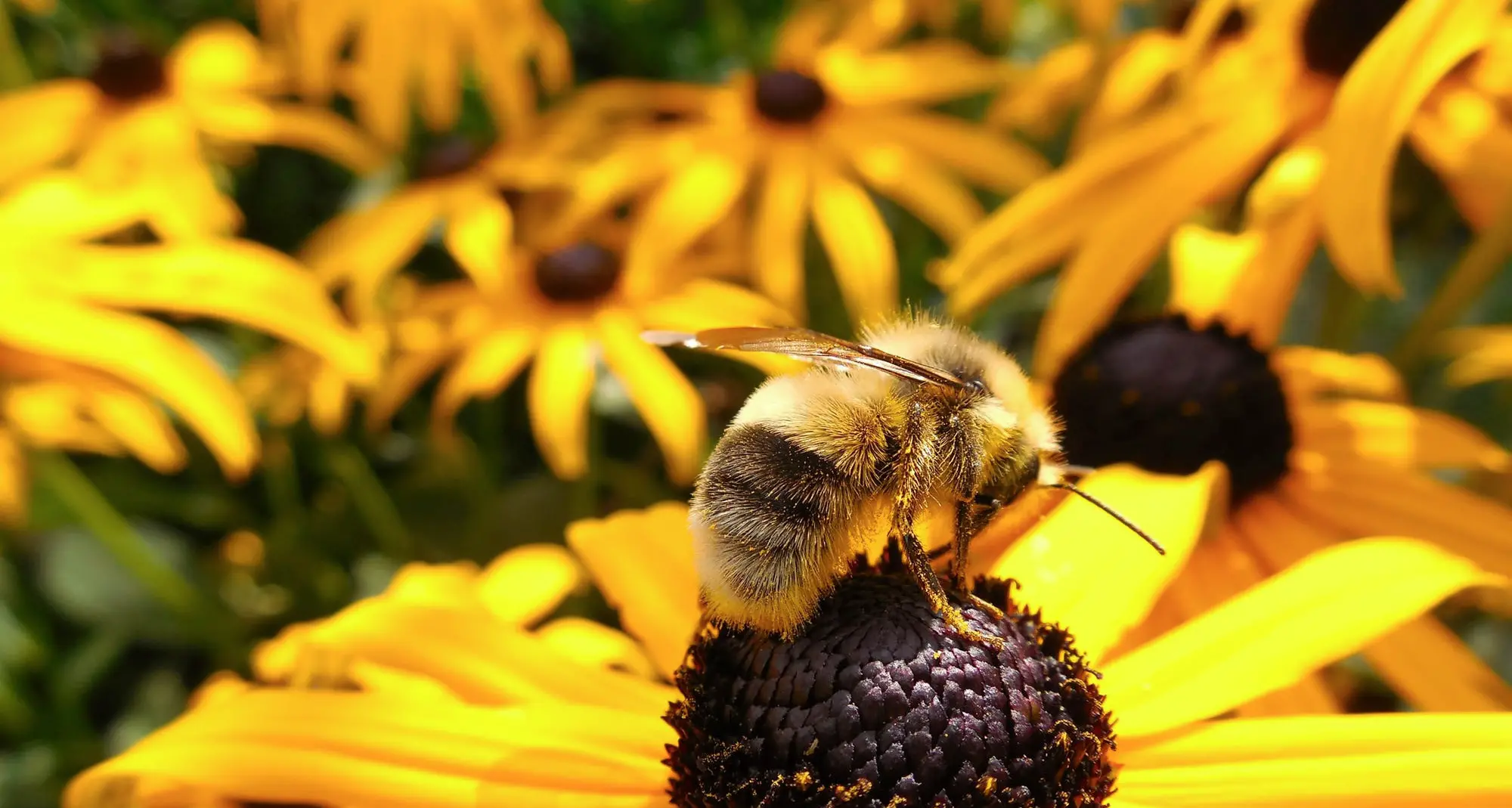 Flavescenza nelle vigne, la Fem raccomanda un insetticida potenzialmente mortale per le api, allevatori in rivolta
