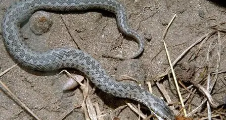 Bambino morso da una vipera a Cles, salvato al Centro Antiveleni di Verona