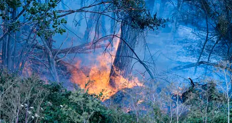 Coldiretti: 15 anni per ricostruire i boschi distrutti dalle fiamme. Ogni rogo costa agli italiani oltre 10 mila euro ad ettaro