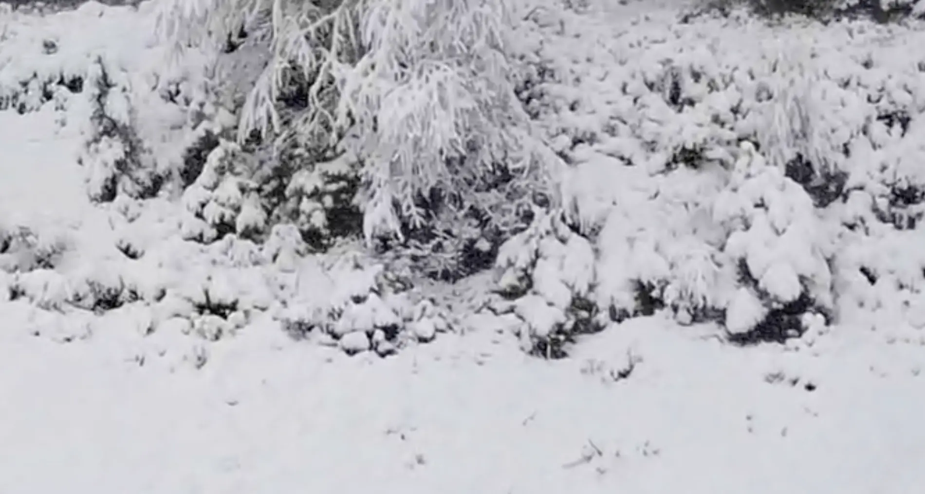 Primavera in ritardo sul Trentino: la neve di maggio prima del grande caldo. Le previsioni per i prossimi giorni