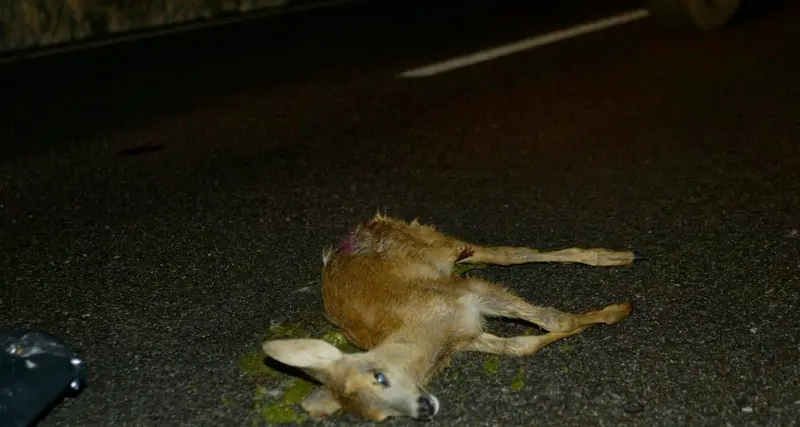 Strage di animali sulle strade: anche nel \"Ponte\" tanti ungulati uccisi