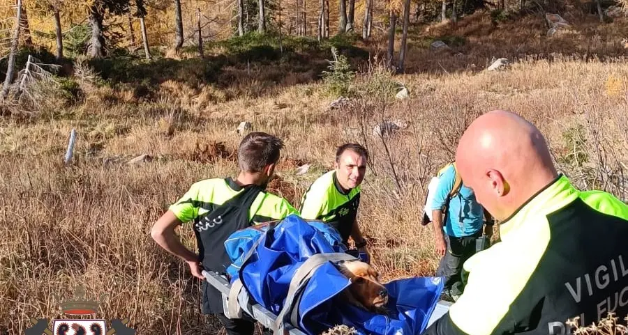 Si fa male dopo una caduta sul Lagorai, cocker salvato dai vigili del fuoco volontari di Ziano di Fiemme