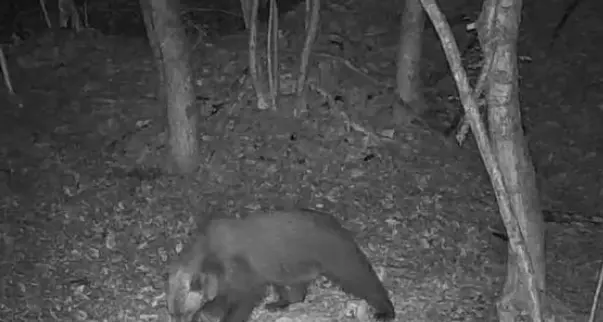 Grandi carnivori: orsi, lupi e sciacalli dorati, ecco l'aggiornamento di agosto in tutto il Trentino