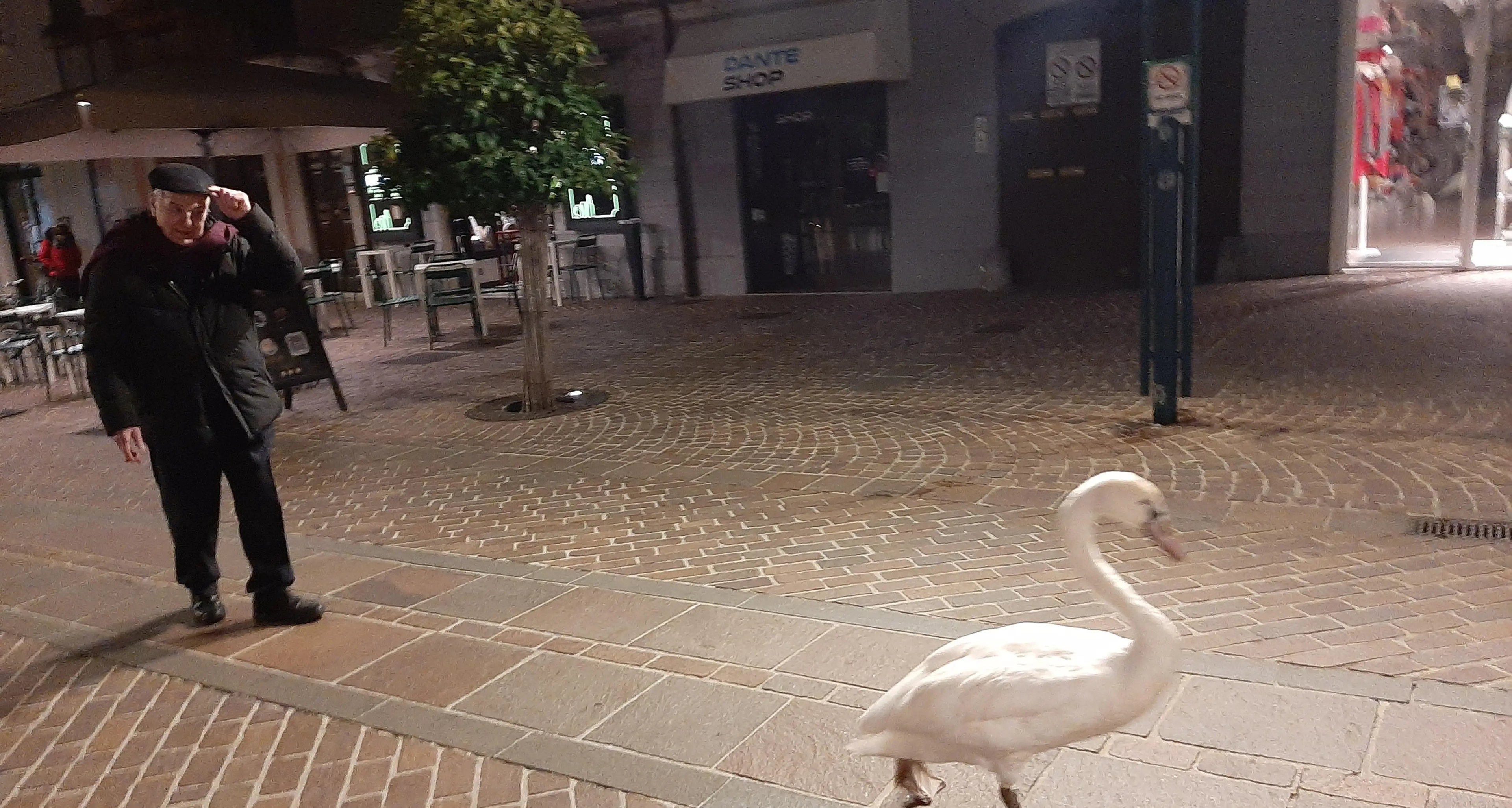 Passeggia da viale Dante al lago come un cittadino qualunque: il cigno «Cochi» di Franco Chemolli