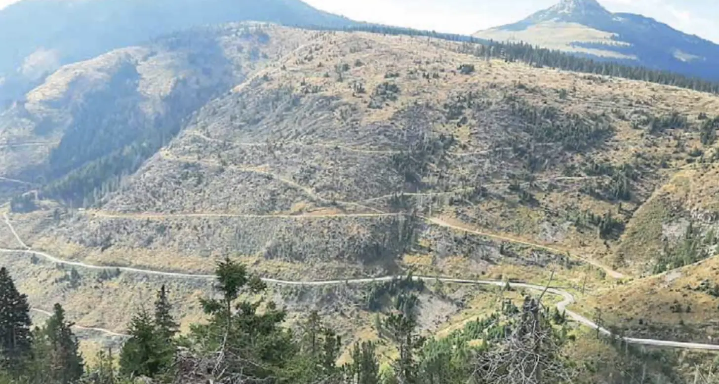 Passo Lavazè, gli schianti di Vaia fermano le valanghe: la scelta che ha fatto risparmiare 2 milioni di euro