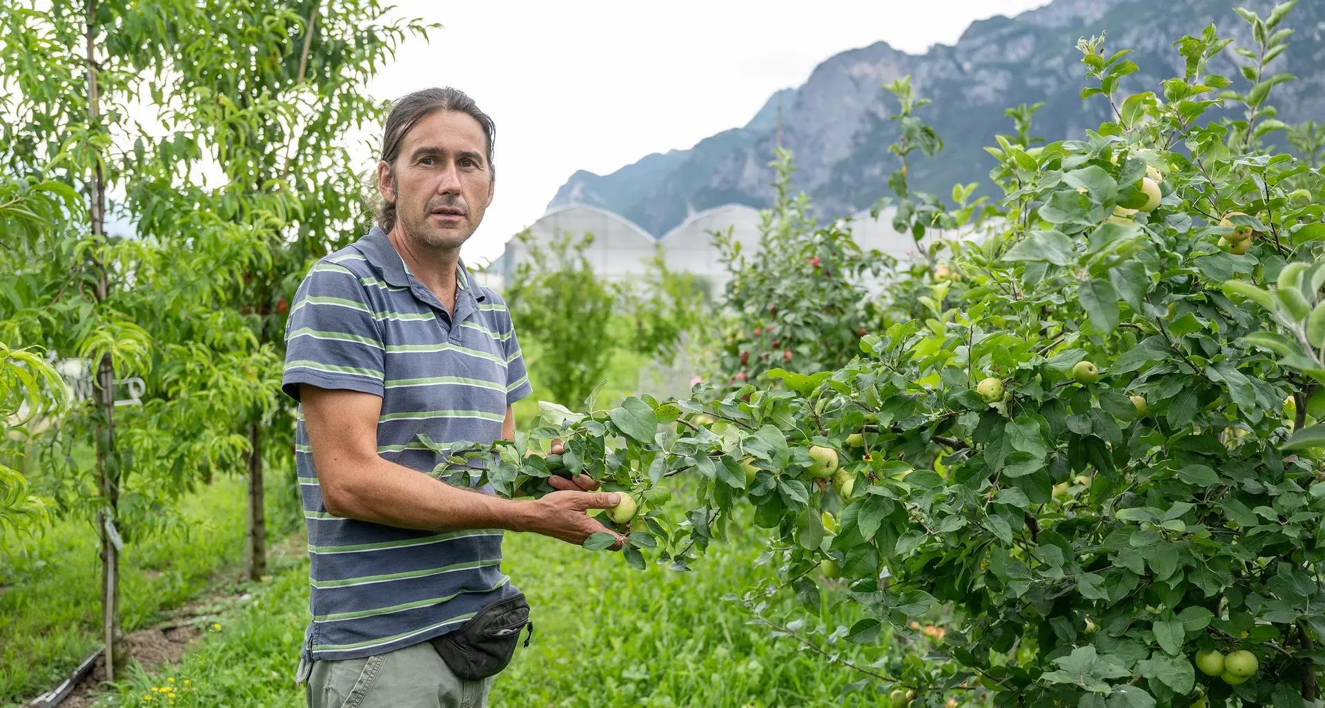 L'uomo che cerca e salva le frutte di una volta, a rischio estinzione: i segreti di Mattia Omezzolli