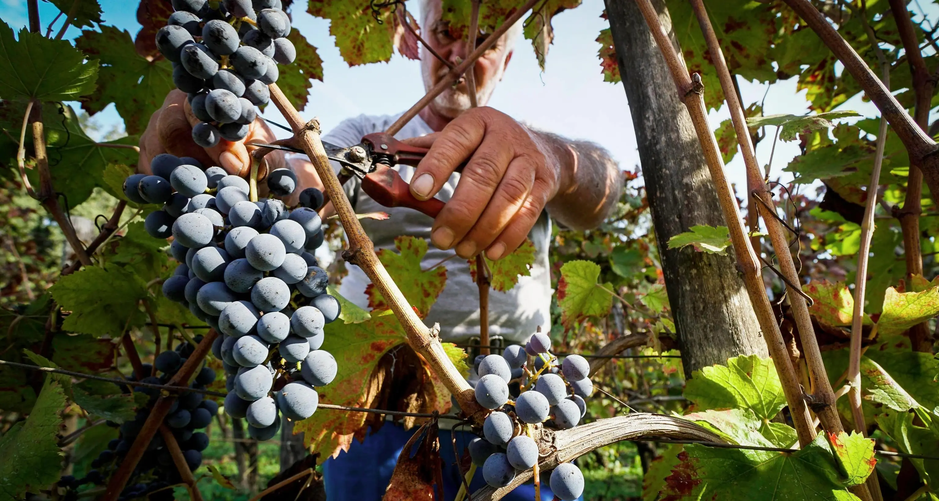 Con il clima rovente la resa delle vigne diventa eccellente, la stima degli economisti