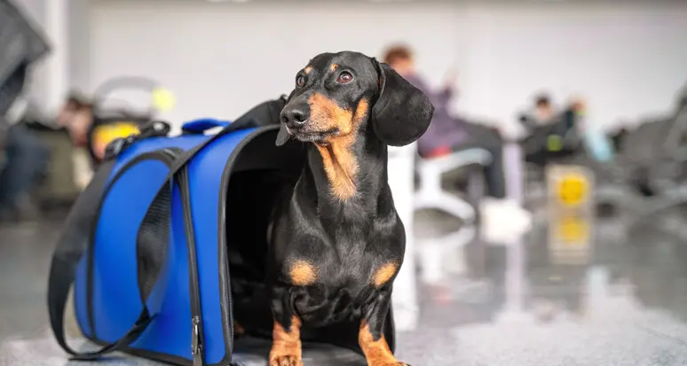 Aerei, si cambia: più facile volare con gli animali domestici in cabina
