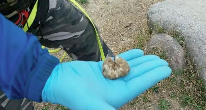 Riva: il cane morto in viale Prati è stato ucciso da bocconi avvelenati