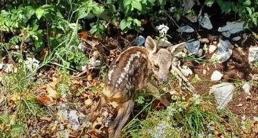 Nomi, capriolo di una settimana cade vicino alla strada: salvato da un volontario