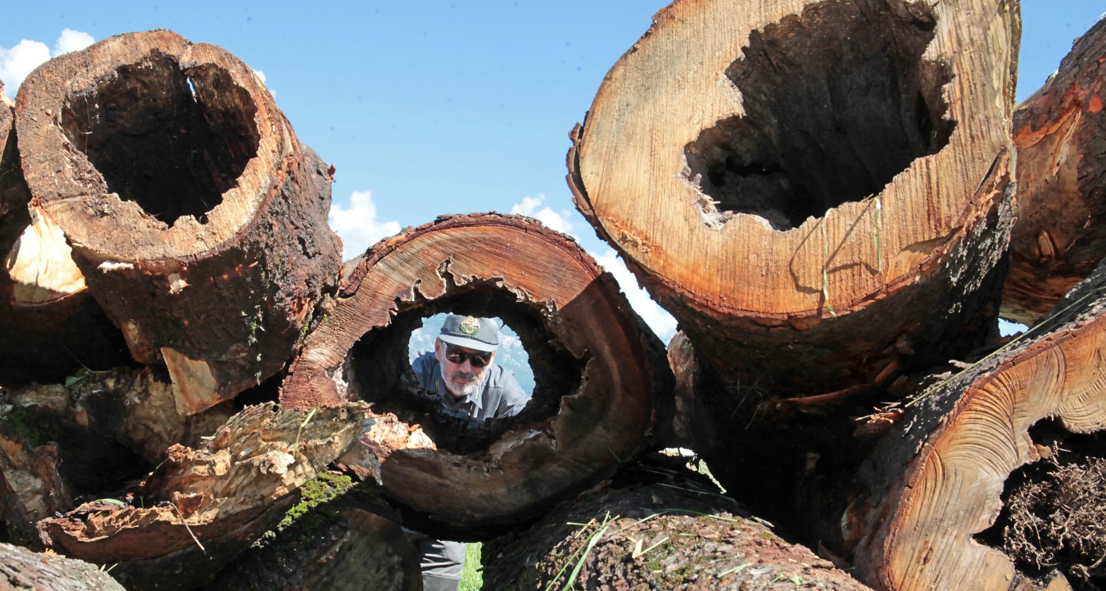 A Trento sud si abbattono gli alberi «pericolosi» in otto zone dell’Oltrefersina