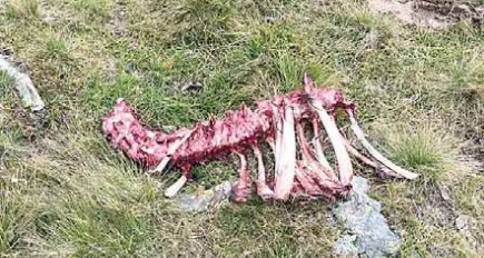 Una giovane vitella predata dal lupo in Val di Peio