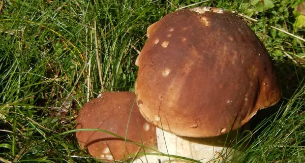 Torna il servizio micologico in piazza Vittoria a Trento. Ecco quando si parte