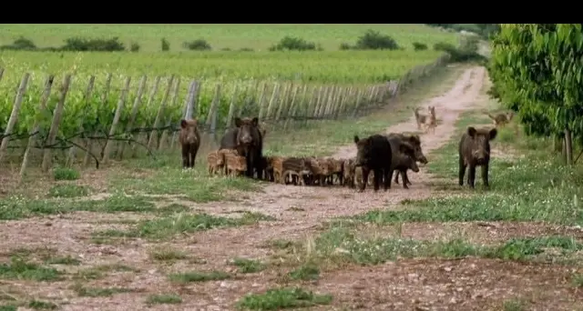 Peste suina: Regione Piemonte, due misure per caccia cinghiale