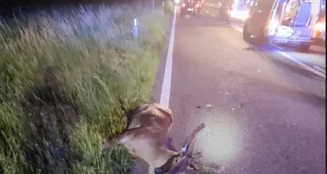 Troppi incidenti con cervi e caprioli: a Cavalese il primo impianto luminoso a termocamera e sensori, poi in altre zone del Trentino