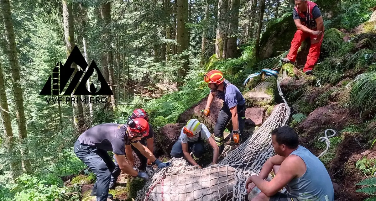 Salvata con l'elicottero la mucca incinta caduta nel bosco nel Primiero: stava per partorire