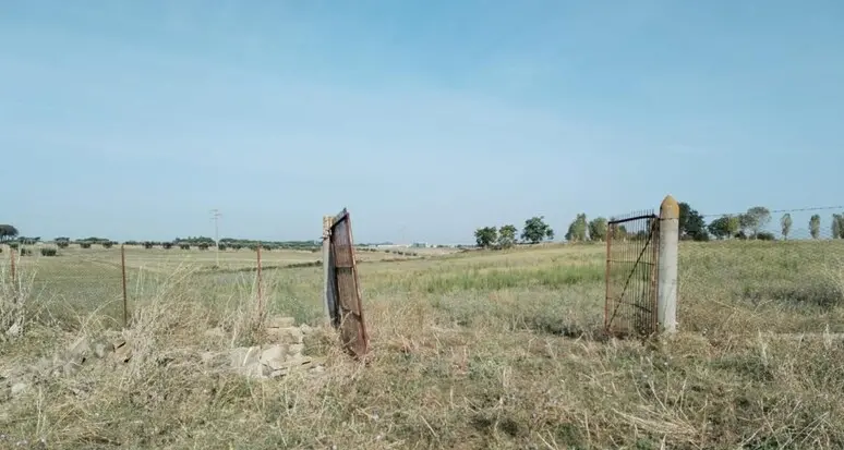 Roma, mucche uccise a frecciate e macellate vicino a una scuola agraria. La preside: “Sconvolta”