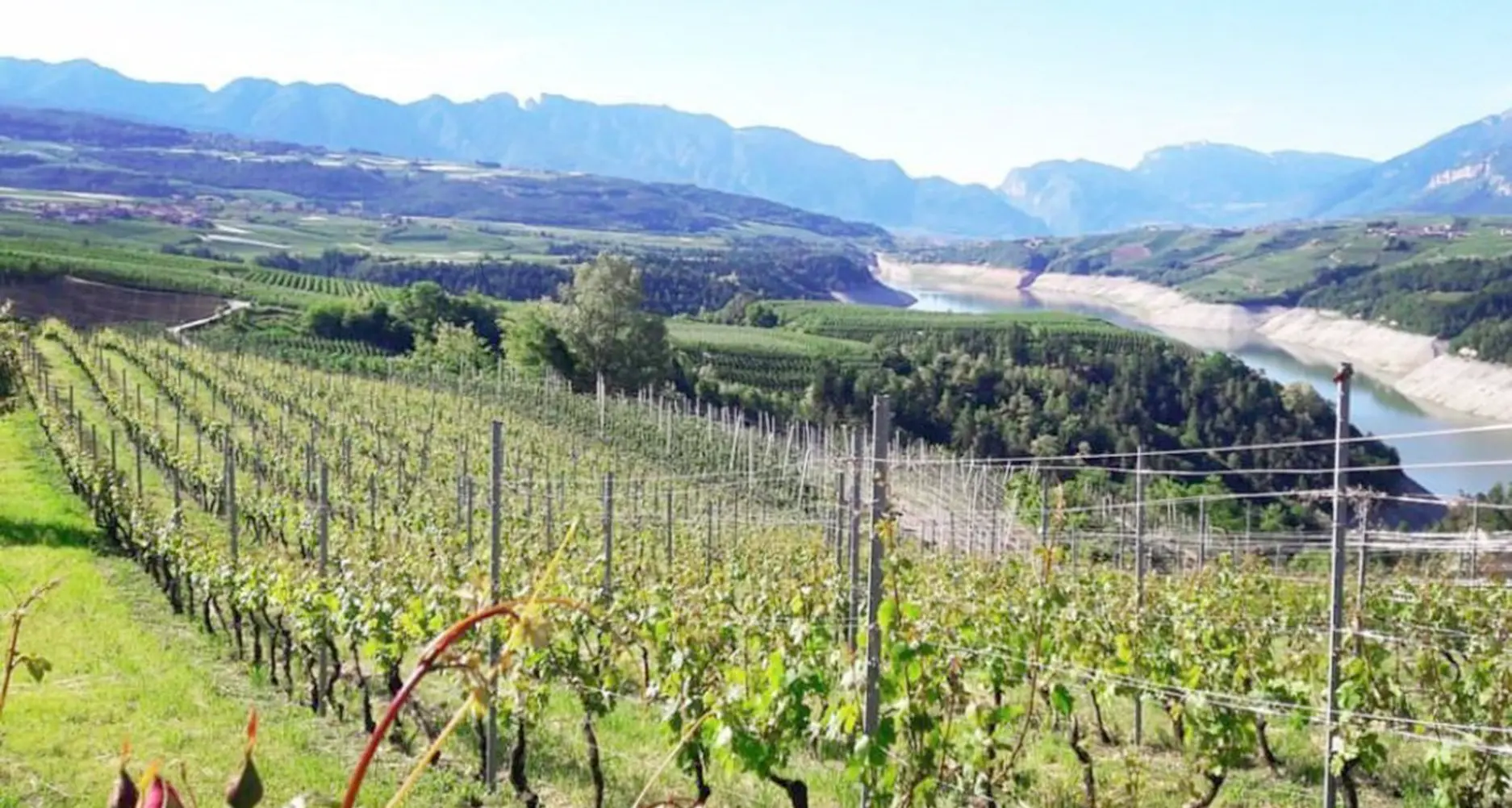 Se Melinda entra nella produzione di vino (lo studio è avanzato, ecco le zone interessate)