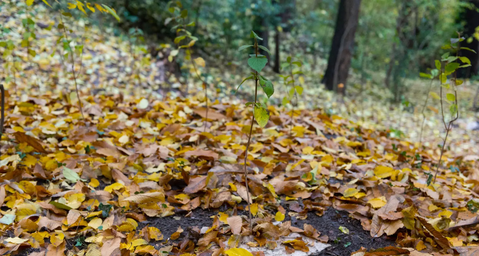 Trento ha mille alberi in più: messi a dimora a Gocciadoro, per il progetto «riforestazione urbana»