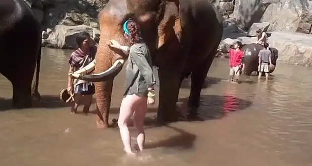 Una turista spagnola in Thailandia è stata uccisa da un elefante durante uno spettacolo