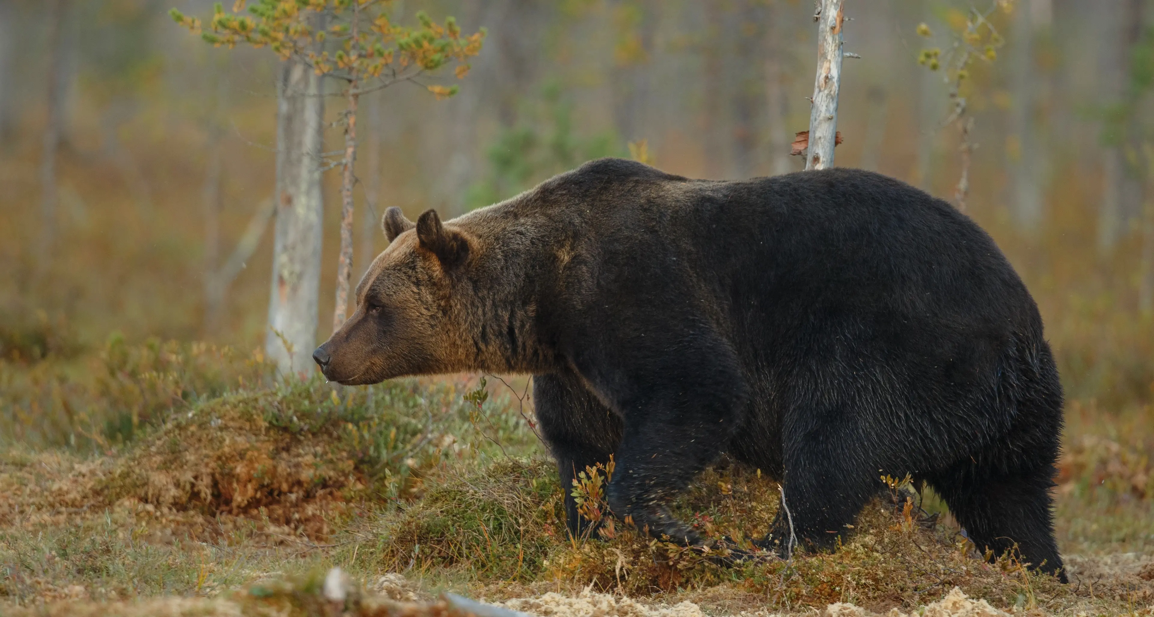 Caldes, il Partito animalista presenta esposto alla Procura per approfondire le responsabilità della morte di Andrea Papi