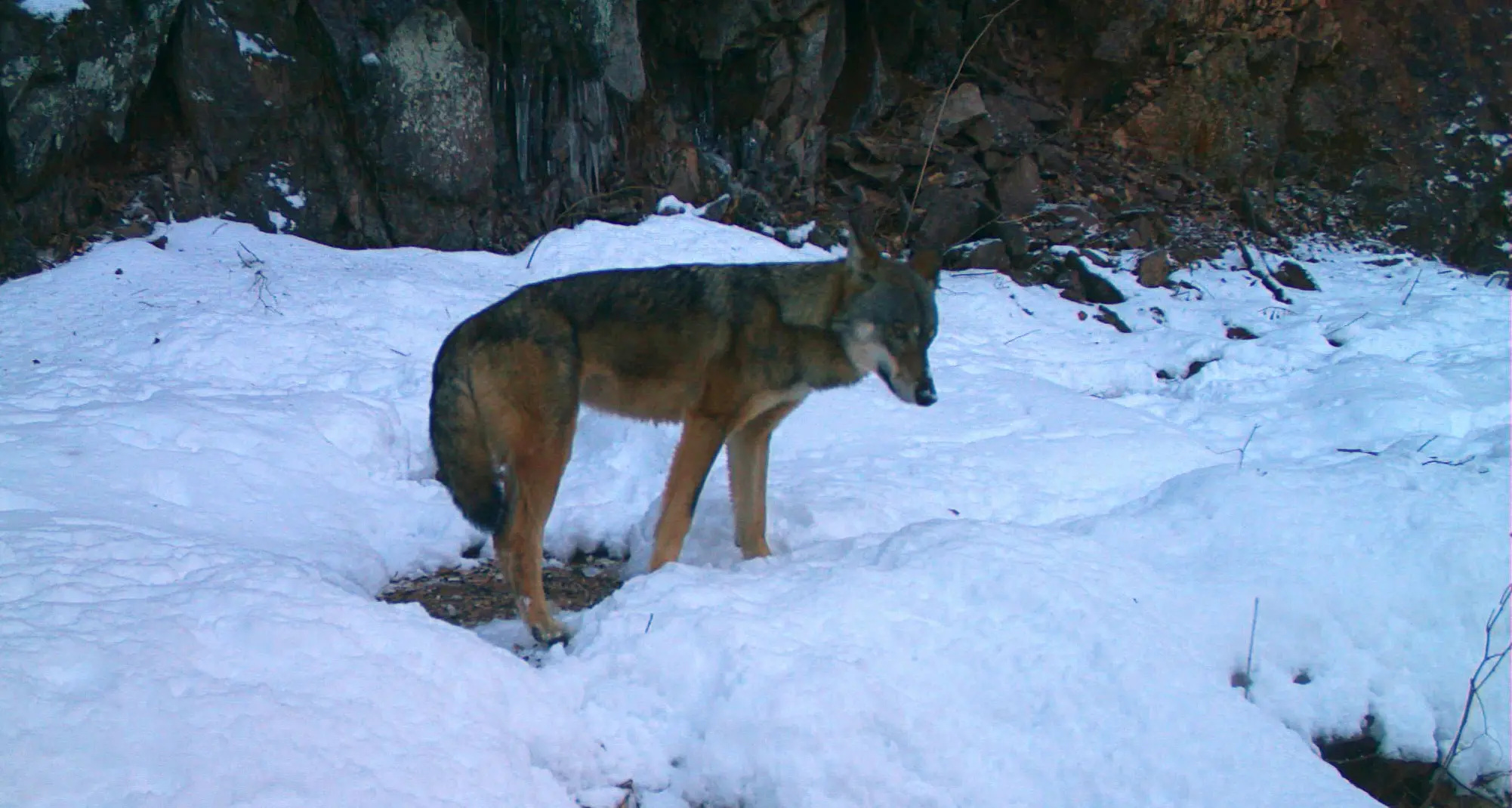 Due lupi nel giardino di casa, spavento a Cadine, ai confini con il bosco
