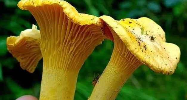 Funghi, da domani in Trentino il limite giornaliero passa da 2 a 3 chili