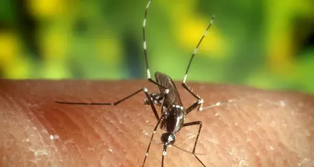 Zanzara tigre a Trento: già iniziato il trattamento larvicida. Tutto quello che c’è da sapere