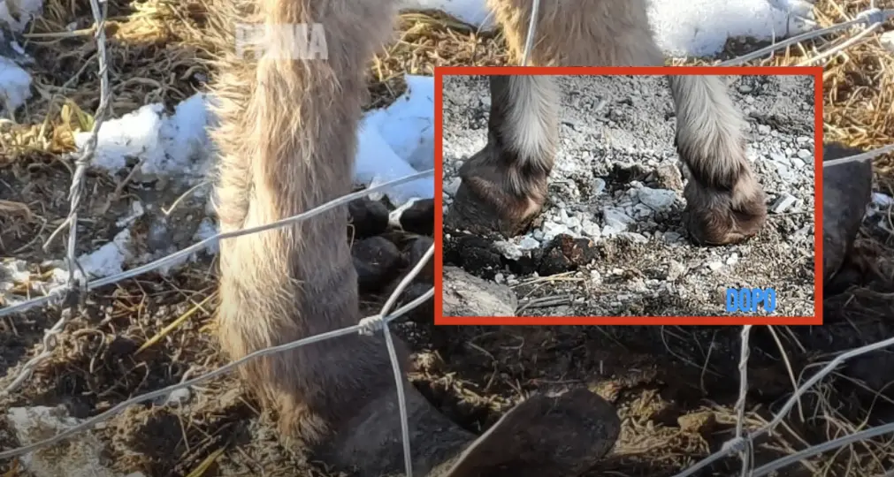 Asinelli con gli zoccoli deformati: salvati dopo anni di sofferenza in Valsugana