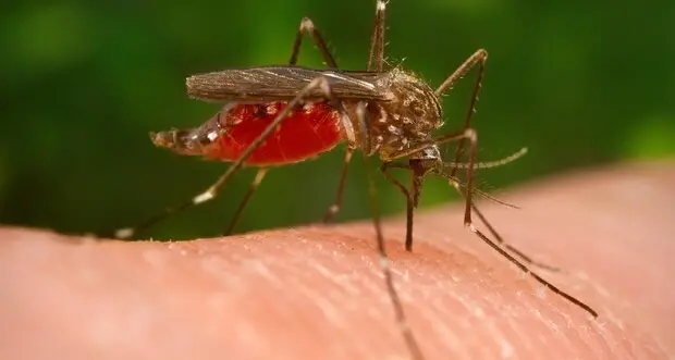 Allarme West Nile Virus, nell’ultima settimana i casi sono più che raddoppiati