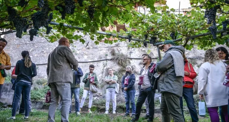 Vigne eccellenti e giovani coltivatori: Isera valorizza il territorio (e per un anno rinuncia al premio)