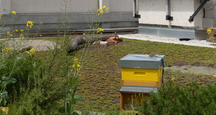 A Bolzano hanno una marcia in più: sul tetto della Fiera un prato con le api